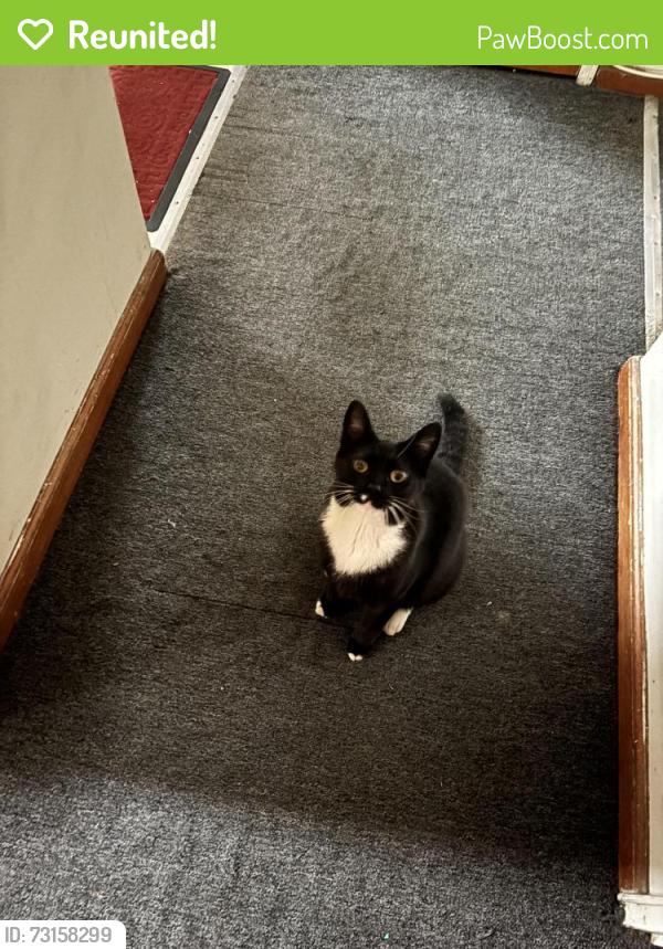 Reunited Male Cat last seen Near Hillside Avenue, Queens, NY 11001