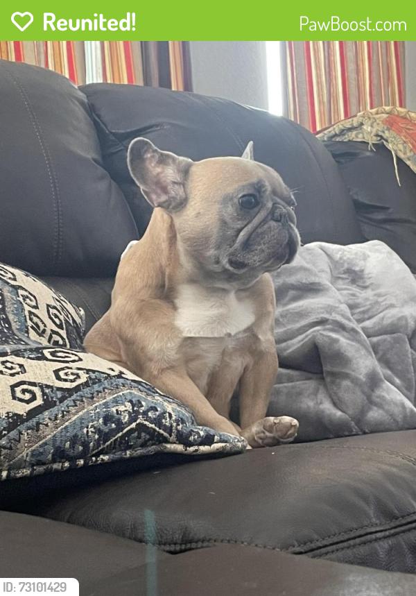 Reunited Female Dog last seen Circle and Platte Place, Colorado Springs, CO 80909
