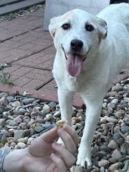 Reunited Female Dog last seen Near s garrison way, Littleton, CO 80128