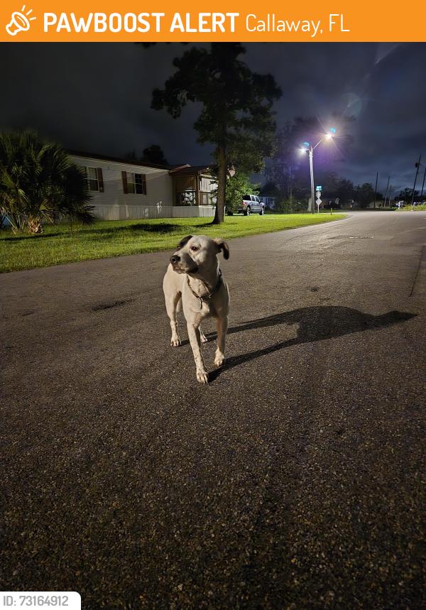 Found/Stray Male Dog last seen Intersection of N Kimbrel Ave & Lois Street, Callaway, FL 32404
