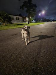 Found/Stray Male Dog last seen Intersection of N Kimbrel Ave & Lois Street, Callaway, FL 32404