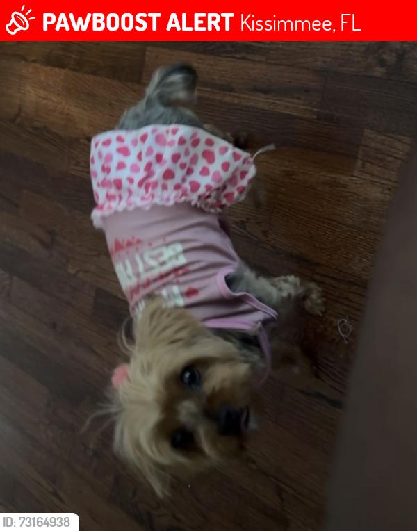 Lost Female Dog last seen Fantasy World Resorts, Kissimmee, FL 34746