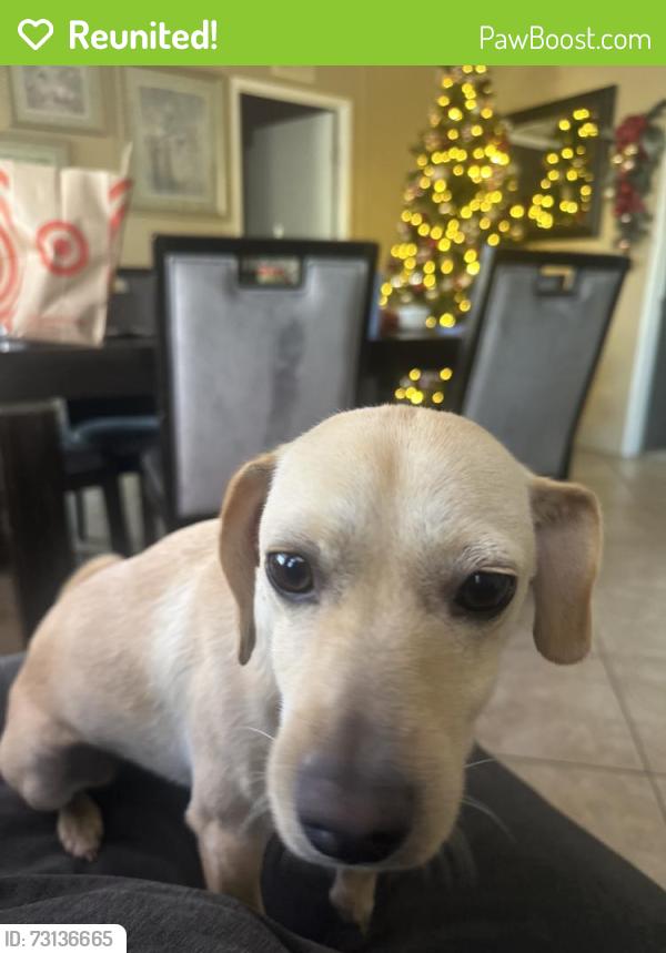 Reunited Female Dog last seen Near W 19th St, San Bernardino, CA 92411, USA, San Bernardino, CA 92411