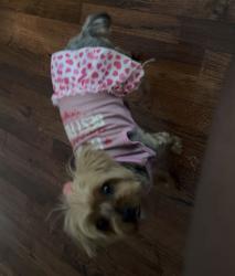 Lost Female Dog last seen Fantasy World Resorts, Kissimmee, FL 34746