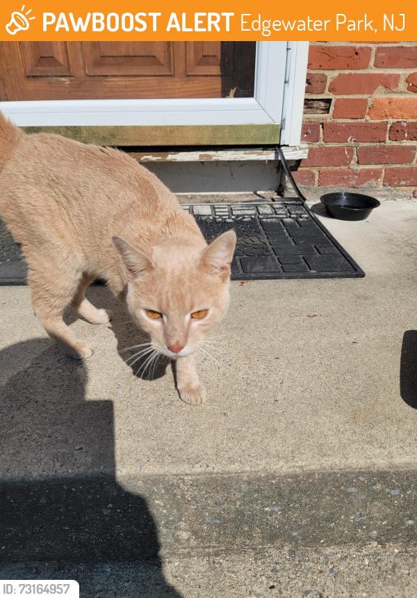 Found/Stray Male Cat last seen Jefferson Ave and Lincoln Ave in Edgewater Park NJ, Edgewater Park, NJ 08010