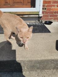 Found/Stray Male Cat last seen Jefferson Ave and Lincoln Ave in Edgewater Park NJ, Edgewater Park, NJ 08010