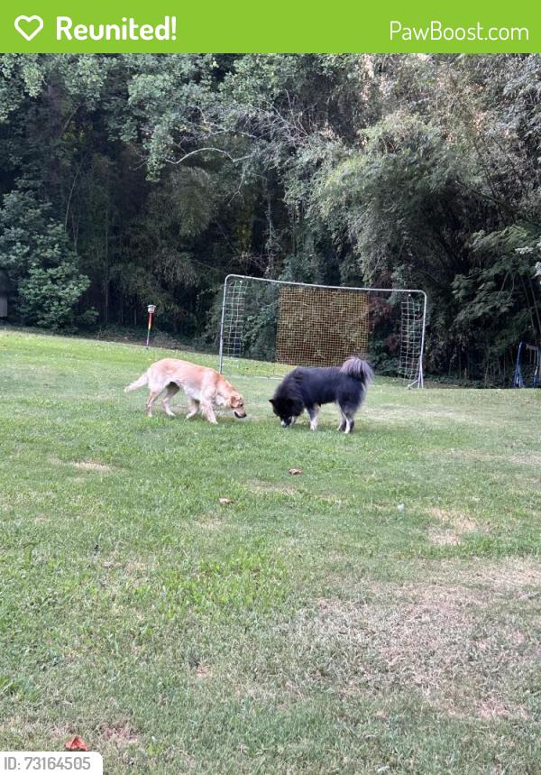 Reunited Unknown Dog last seen Pleasantburg and East North Street, Greenville, SC 29615