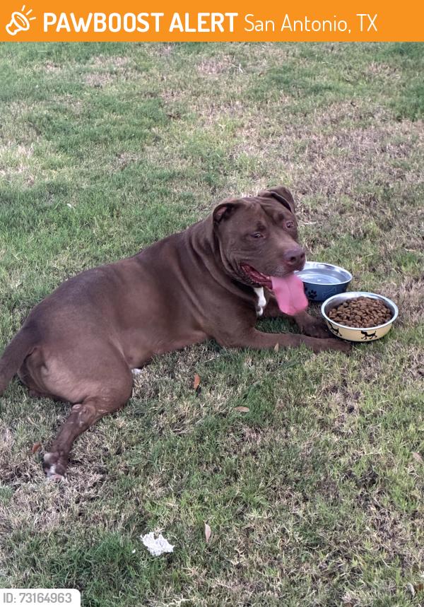 Found/Stray Male Dog last seen Vista blue ln, San Antonio, TX 78245