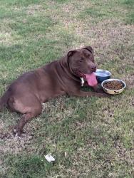 Found/Stray Male Dog last seen Vista blue ln, San Antonio, TX 78245