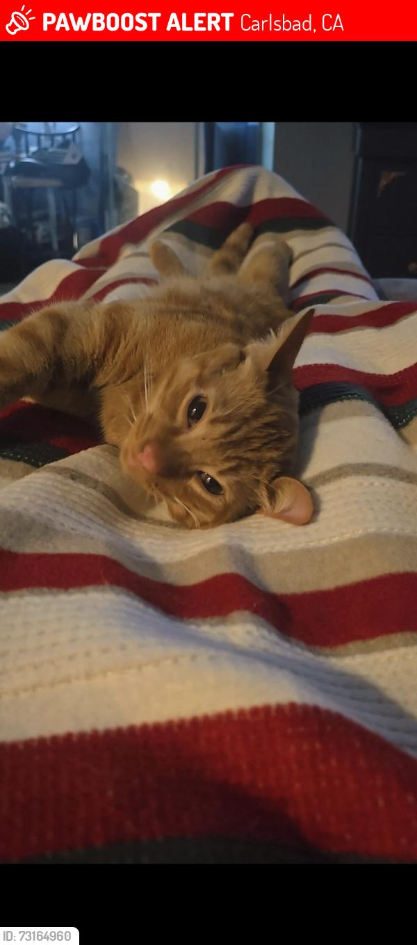 Lost Male Cat last seen Fernglen Rd & Monroe, Carlsbad, CA 92008