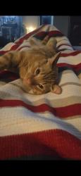 Lost Male Cat last seen Fernglen Rd & Monroe, Carlsbad, CA 92008
