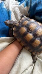 Lost Female Reptile last seen Redondo and PCH, Long Beach, CA 90804