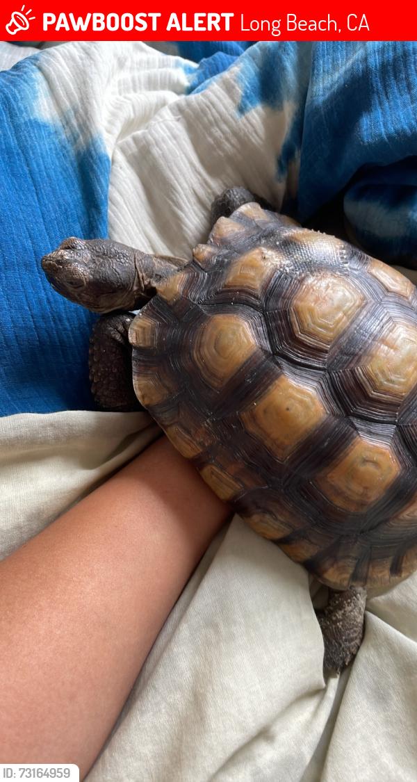 Lost Female Reptile last seen Redondo and PCH, Long Beach, CA 90804