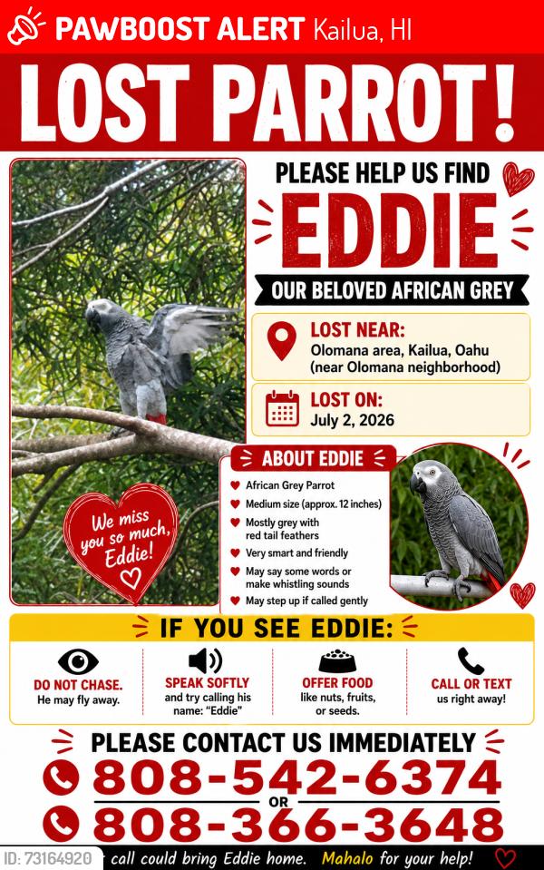 Lost Male Bird last seen Kalanianaole hwy near olomana, Kailua, HI 96734
