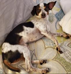 Reunited Male Dog last seen Near E Stratford, Salt Lake City, UT 84106