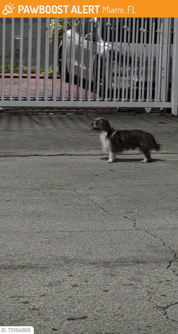 Found/Stray Male Dog last seen Near Northwest 57th CT, Miami, Florida, Miami, FL 33126