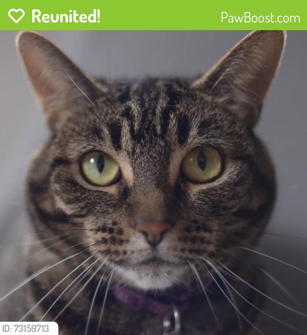 Reunited Female Cat last seen 29th and Howell, Seattle, WA 98122