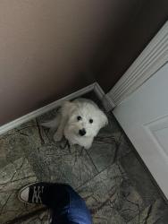 Lost Female Dog last seen Barry St & Leon St by Melba Bishop Park, Oceanside, CA 92057