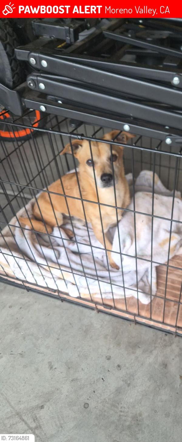 Lost Male Dog last seen Delphinium and perris in moreno valley, Moreno Valley, CA 92553