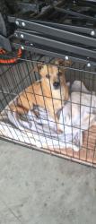Lost Male Dog last seen Delphinium and perris in moreno valley, Moreno Valley, CA 92553