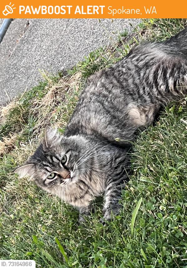 Found/Stray Female Cat last seen Post st., Spokane, WA 99205