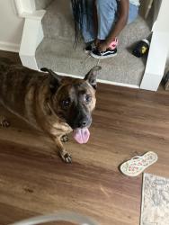 Lost Male Dog last seen Humphries st, Austell, GA 30106
