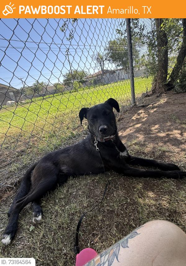 Found/Stray Female Dog last seen Washington St and I-27, Southlawn, Amarillo, TX 79110