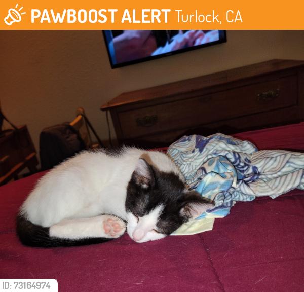 Found/Stray Female Cat last seen Lander ave and South Ave, Turlock, CA 95380