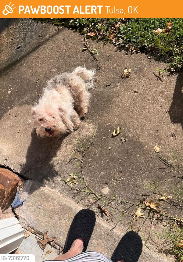 Found/Stray Male Dog last seen Admiral and 193rd E Ave Catoosa OK, Tulsa, OK 74108
