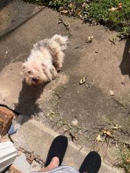 Found/Stray Male Dog last seen Admiral and 193rd E Ave Catoosa OK, Tulsa, OK 74108