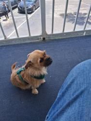 Lost Male Dog last seen Liberty stand East colonial st, Orlando, FL 32826