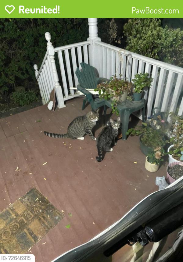 Reunited Male Cat last seen Near Falling Spring Rd Chambersburg PA, Chambersburg, PA 17202