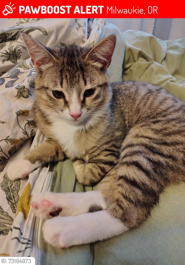 Lost Female Cat last seen King Road and Linwood Avenue, Milwaukie, OR 97222