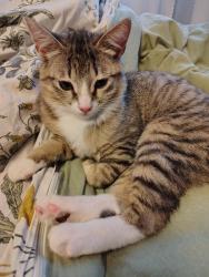 Lost Female Cat last seen King Road and Linwood Avenue, Milwaukie, OR 97222