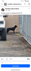 Reunited Male Dog last seen Vandercook and 11th, Longview, WA 98632