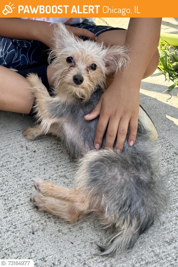 Found/Stray Male Dog last seen McKinley Park, Chicago, IL 60609