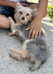 Found/Stray Male Dog last seen McKinley Park, Chicago, IL 60609