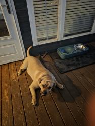 Lost Male Dog last seen Yeager, Douglasville, GA 30135
