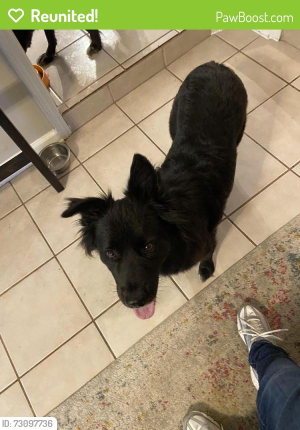 Reunited Male Dog last seen Kipling Drive, Oakland, TN 38060