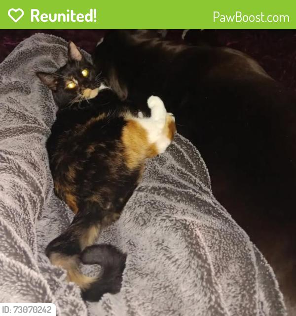 Reunited Female Cat last seen W. Blue Oaks and Standford Ranch, Rocklin, CA 95765