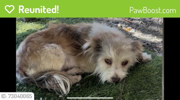 Reunited Female Dog last seen By MorningStar. Flemming and MURRIETA Ln, San Jose, CA 95127
