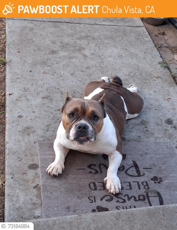 Found/Stray Female Dog last seen Banner Ave., Chula Vista, CA 91911