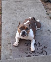 Found/Stray Female Dog last seen Banner Ave., Chula Vista, CA 91911