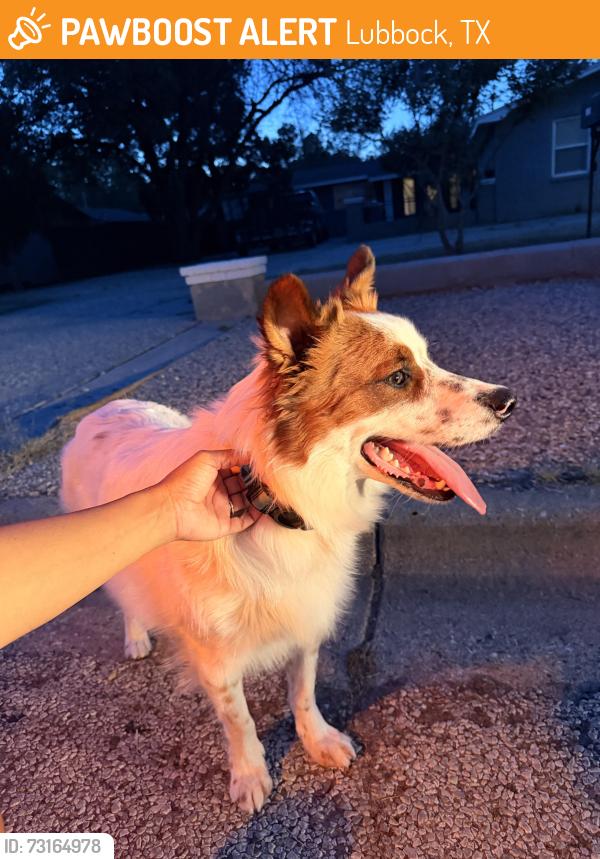 Found/Stray Male Dog last seen 17th and Quaker Avenue, Lubbock, TX 79416