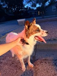 Found/Stray Male Dog last seen 17th and Quaker Avenue, Lubbock, TX 79416