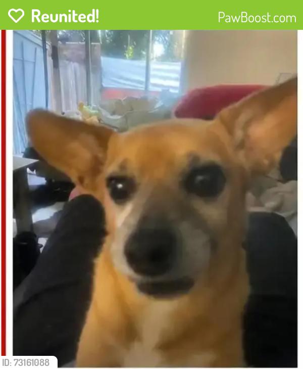 Reunited Female Dog last seen Broadleaf Lane at Conde Lane, Windsor, CA 95492