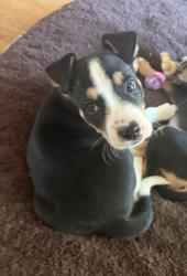 Shelter Stray Male Dog last seen E 24th St and Brighton Ave, 64127, MO, 7077 Elmwood Ave, Kansas City, MO 64132, USA