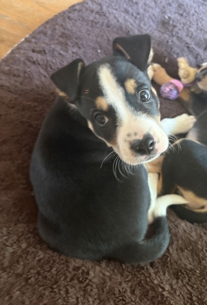 Shelter Stray Male Dog last seen E 24th St and Brighton Ave, 64127, MO, 7077 Elmwood Ave, Kansas City, MO 64132, USA