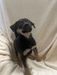 Shelter Stray Male Dog last seen E 24th St and Brighton Ave, 64127, MO, 7077 Elmwood Ave, Kansas City, MO 64132, USA
