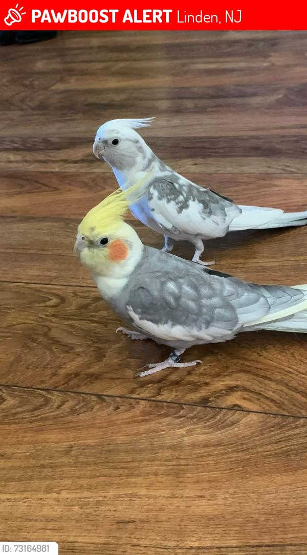 Lost Male Bird last seen Wilson Park, St. George’s Avenue/Dewitt, Linden, NJ 07036